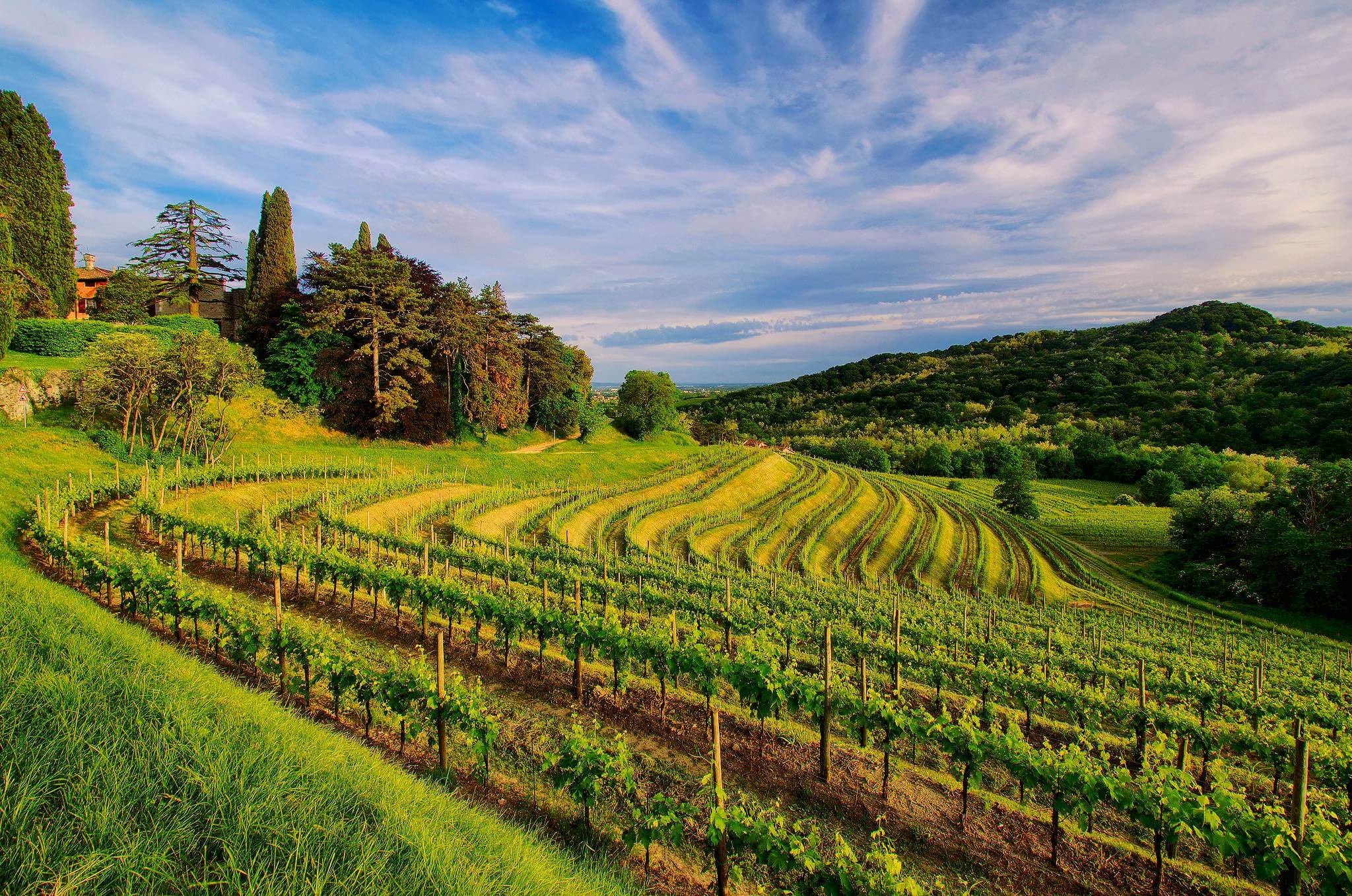 wine